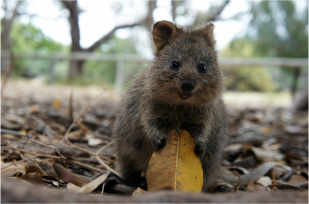 西澳的Qquokka是短尾矮袋鼠，號稱最快樂的動物，短短的四肢和毛茸茸身軀迷倒不少人。圖：翻攝自Rottnest Island,Western Australia臉書