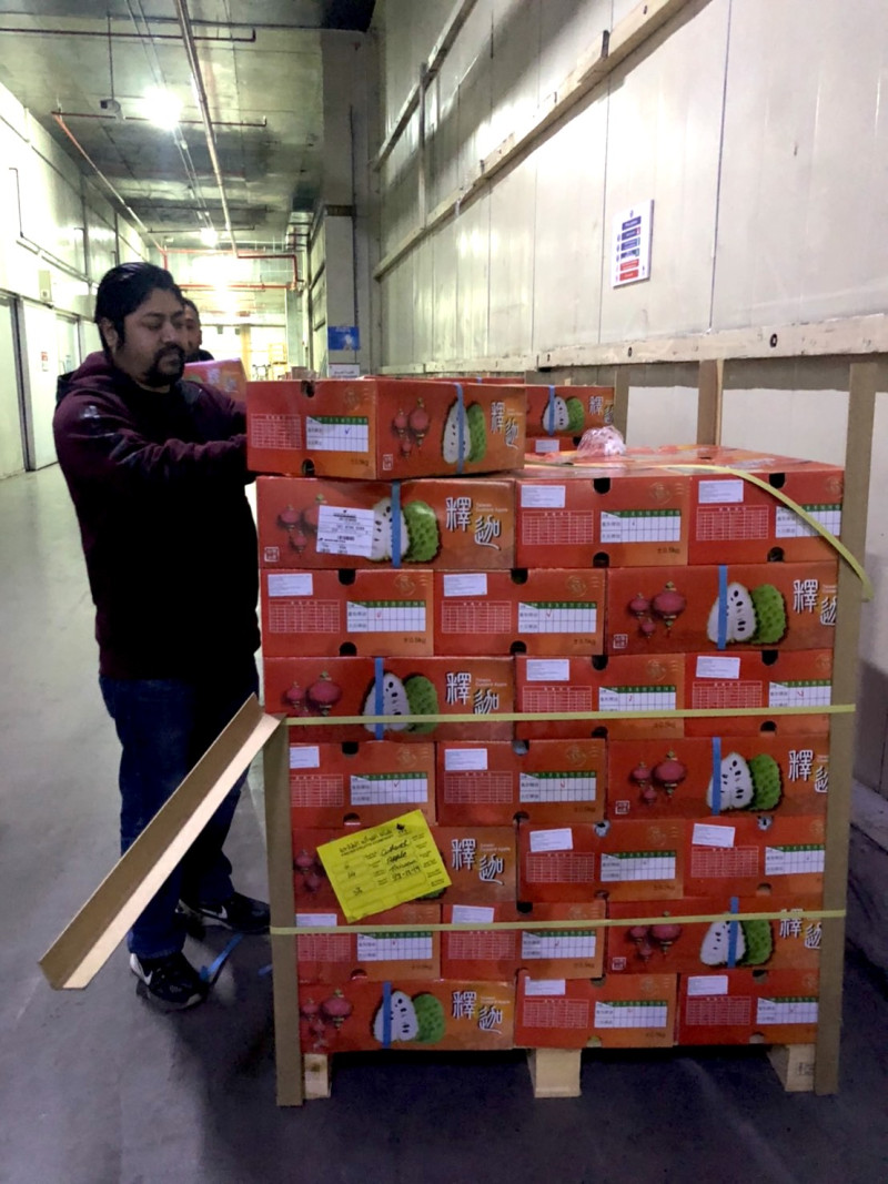 科威特進口商「新鮮蔬果公司」FFC發貨倉庫，工作人員正在開箱檢查鳳梨釋迦。圖：科威特代表處提供