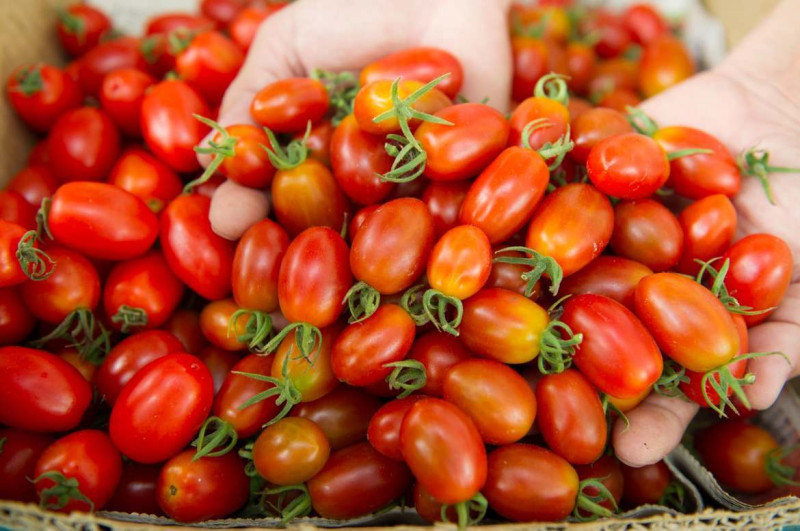 一般不會拿來煮食，含有豐富維生素C的小番茄就被認為是水果   圖：取自農業易遊網