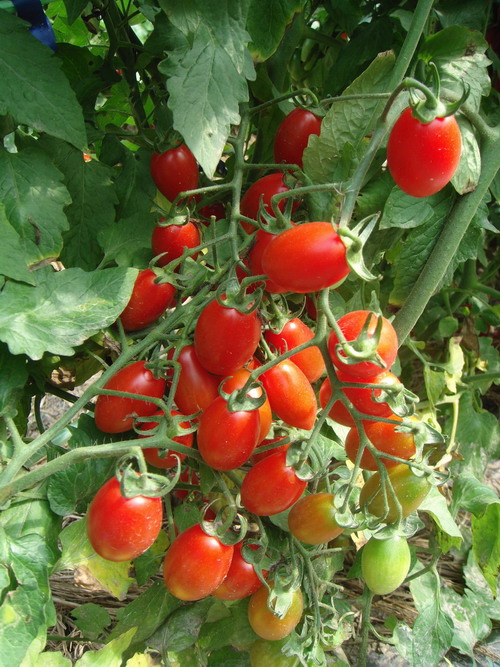 聖女番茄糖度可達10度，肉質細緻，風味甜美。   圖：農糧署南區分署／提供