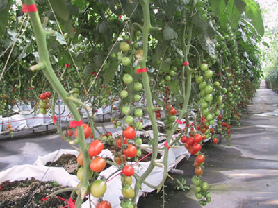牛番茄的果實色澤是漂亮的鮮紅色，果實較硬、肉質肥厚而耐久煮   圖：取自兒童農業網
