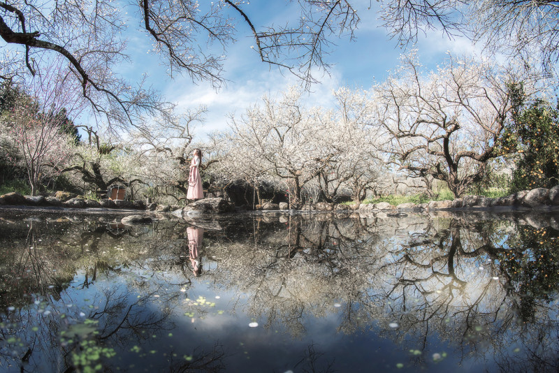 烏松崙的梅園裡面有一片水池，水面倒映梅花樹群與藍天，成為當地熱門拍照景點。圖：IG@lilianwang_tw／攝影授權