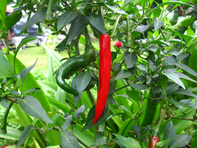 紅小辣椒市市面上最普遍的品種，果實細長，最適長度約15公分，辛辣度輕   圖：農糧署/提供