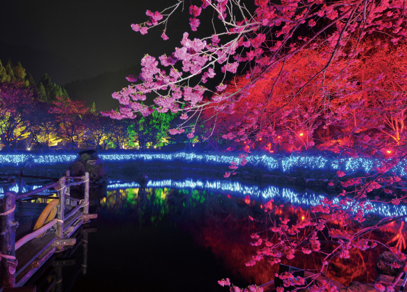 九族櫻花祭今年為2/10-3/1，包含許多遊客引頸期盼的夜櫻也在這段時間開放。圖：翻攝自九族文化村官網（資料照）