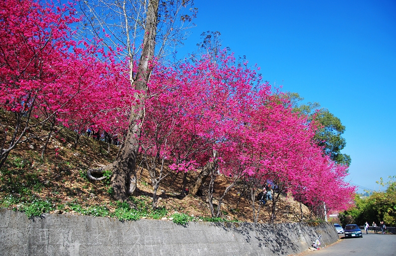 台中市新社區從民國100年底就已經栽種萬株山櫻花，打造出令人驚豔的「櫻木花道」。圖：翻攝自新社區公所網站（資料照）