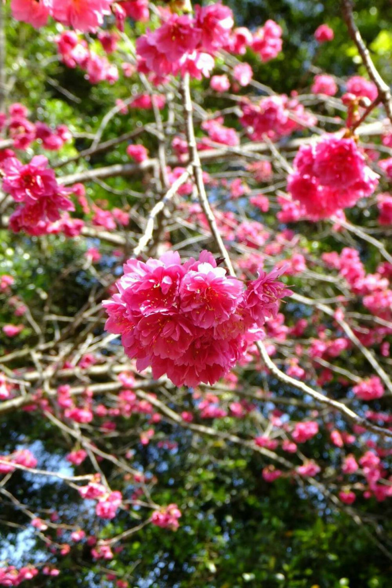 暨南大學今年與日月潭國家風景區管理處再度合作辦理櫻花季，取櫻花、茶道、美食、音樂、舞蹈元素，讓賞花變成帶有人文藝術之美的活動。