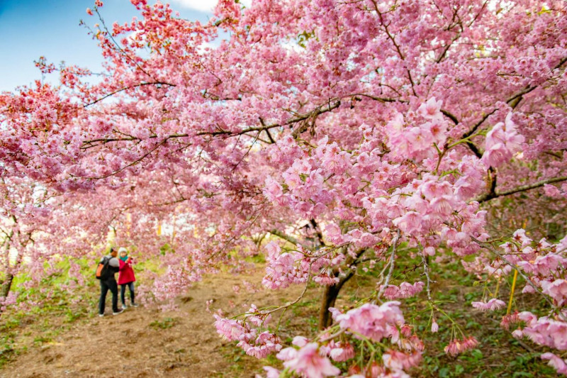 福壽山的櫻花雖然被武陵農場搶去不少鋒頭，但無損它的美麗，是遊客較少的賞櫻好選擇。圖：翻攝自福壽山農場臉書（資料照）
