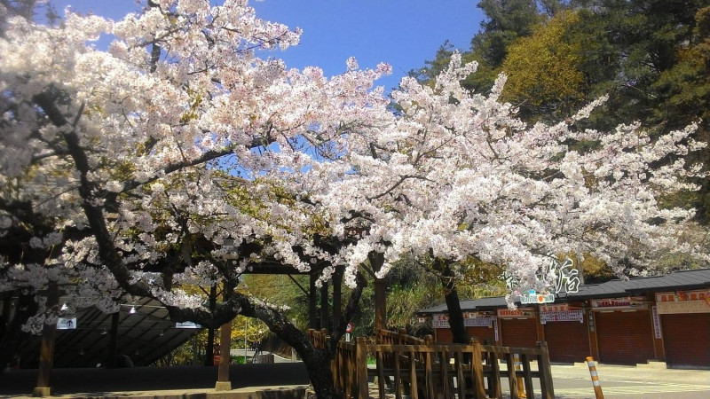 阿里山櫻花季落在3月~4月，目前迷糊步道山櫻花、白櫻花及河津櫻花皆已陸續綻放。圖：翻攝自阿里山國家森林遊樂區臉書（資料照）