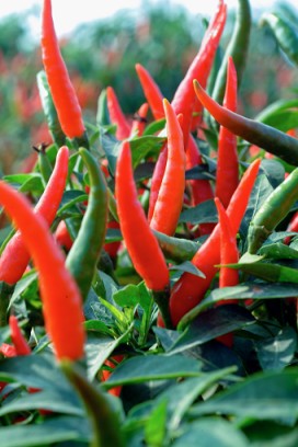 朝天椒果實向上生長，又名「指天椒」，辣性較強，最適長度約6至8公分   圖：農委會/提供