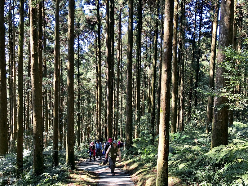 東眼山自導式步道走路約1個小時，就能登頂台灣小百岳之一的東眼山。圖：新竹林管處／提供
