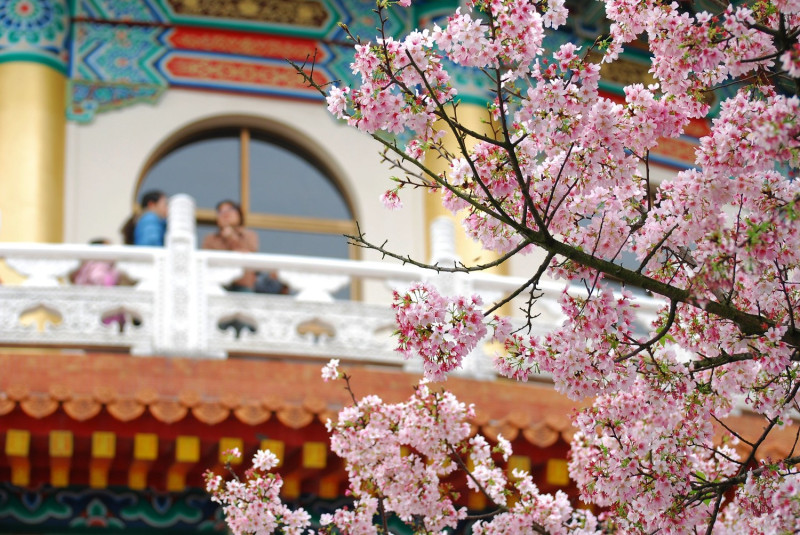 天元宮櫻花從過年期間開始盛開，3月還有吉野櫻接力。圖：謝佳真／攝（資料照）