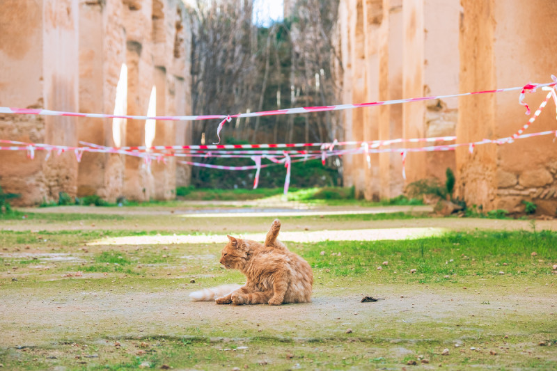 梅克尼斯的皇家馬廄遺址也是許多貓咪的群聚地，圖中的橘貓正大跳大腿舞，但不是每隻貓的狀況都很好，路途所見有一半以上的流浪貓明顯生病。圖：謝佳真／攝