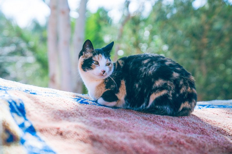 摩洛哥的流浪貓咪有些被當地人餵養得肥肥胖胖。圖：謝佳真／攝