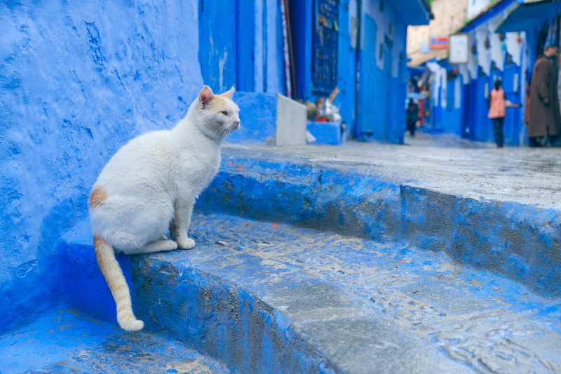 藍色山城也是拍貓的絕佳地點，背景特殊，貓群也很多。圖：謝佳真／攝