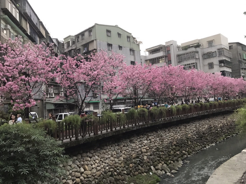 土城的希望之河左岸栽種一排吉野櫻。圖：翻攝自我的新北市臉書