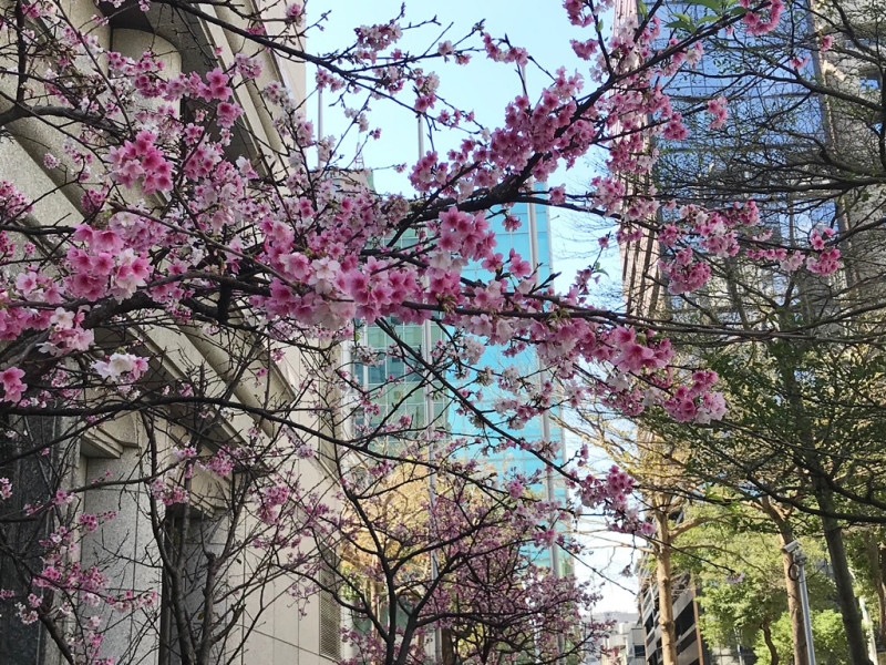 台北中山北路街頭綻放美麗櫻花。 圖/朱蒲青攝