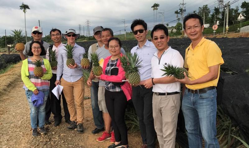 農委會今（2）日宣布，台灣產鳳梨鮮果實可輸銷至澳大利亞。   圖：農委會/提供