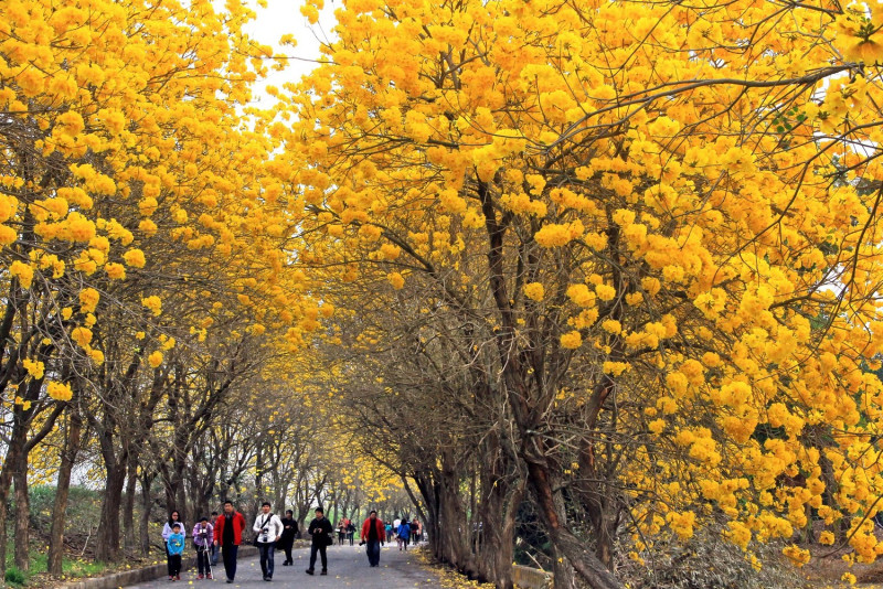 每年春天，嘉義縣朴子溪的黃金隧道總會躍上新聞版面，可說是最知名的賞花地點。 圖：翻攝自嘉義縣文化觀光局臉書