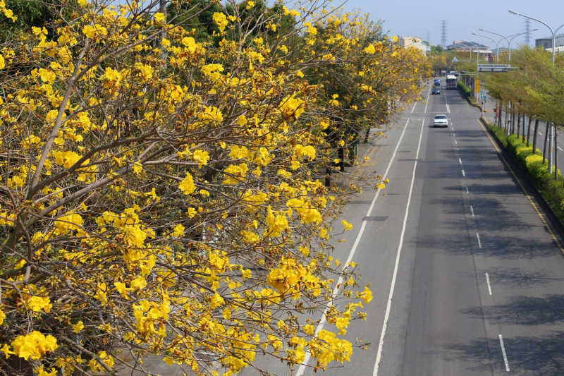 彰化溪州台一線沿路種植數公里的黃花風鈴木，雖不如嘉義密集繁茂，卻也是公路上難得的美景。 圖：翻攝自愛玩彰化臉書