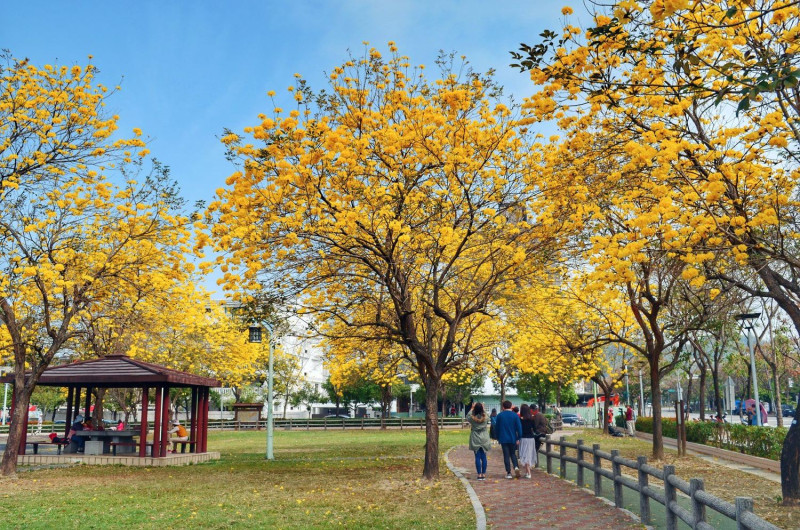 台中的廍子公園今年花況極佳，走在公園內可享受被花樹包圍的浪漫氣息。 圖：翻攝自大玩台中臉書