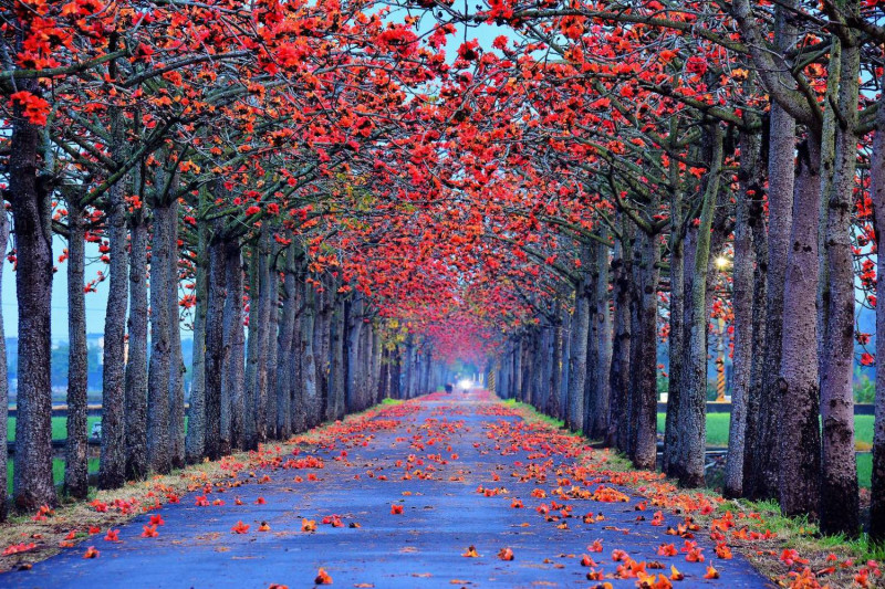 台南白河林初埤木棉花道曾被評選為「全世界最美花海街道」之一，因此爆紅，每年都是人潮最多的木棉花道。 圖：翻攝自觀光局網站