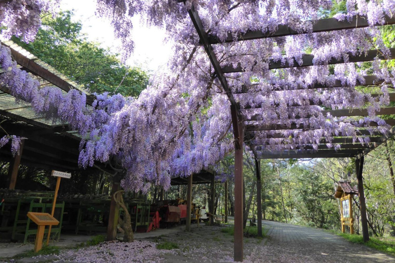 武陵山莊、農莊文物館有成堆的紫藤花爬滿了花架。 圖：翻攝自武陵農場臉書