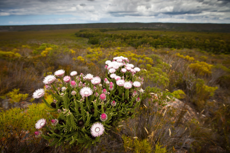 開普植物保護區涵蓋8個保護區，知名的桌山國家公園也在其中。 圖：翻攝自CapeNature網站