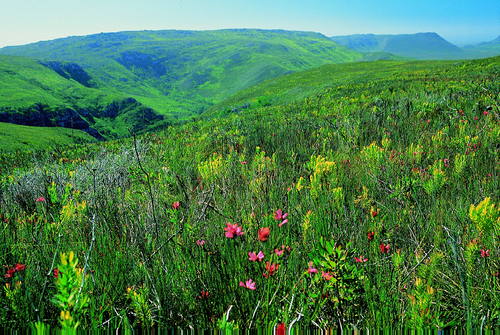 凡波斯（Fynbos）植被是開普特色。 圖：翻攝自UNESCO網站