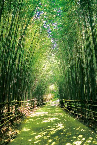 苗栗的烏嘎彥竹林秘境是近幾年紅起來的景點，跟京都嵐山的經典竹林相似度很高。 圖：翻攝自苗栗文化觀光旅遊網