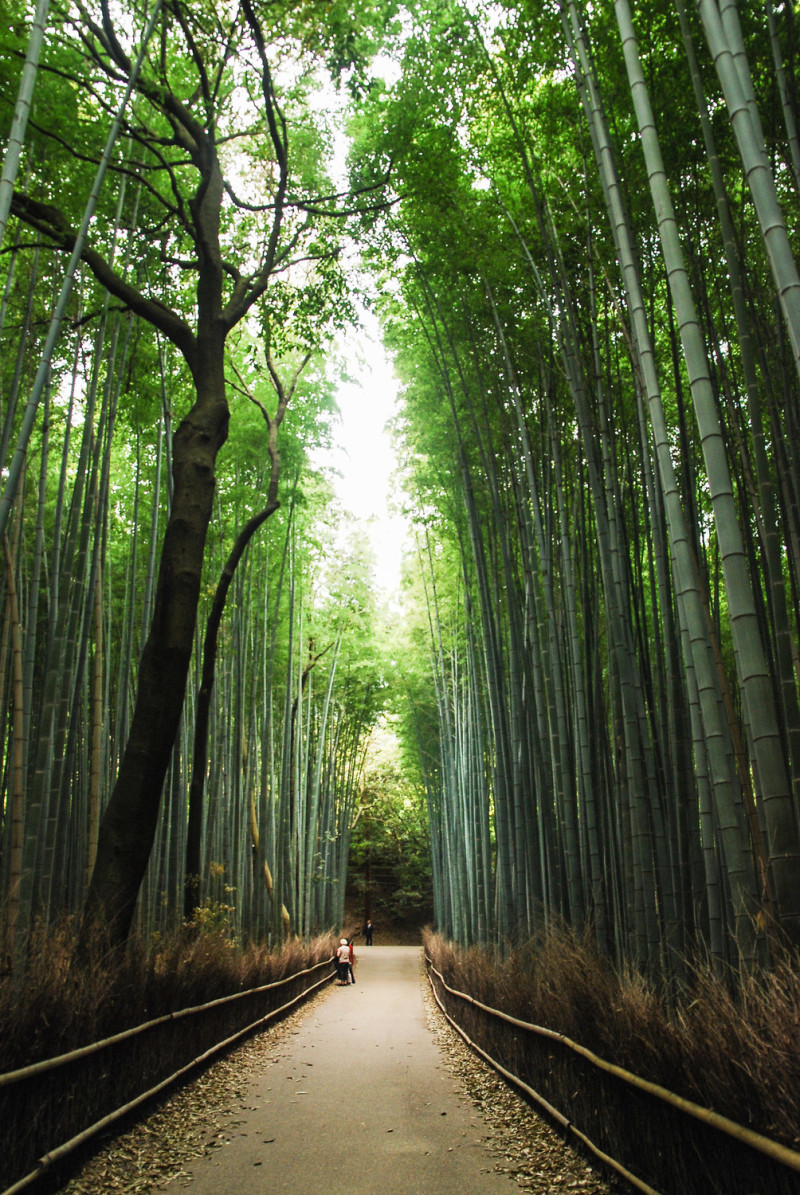 京都嵐山竹林。 圖：謝佳真／攝