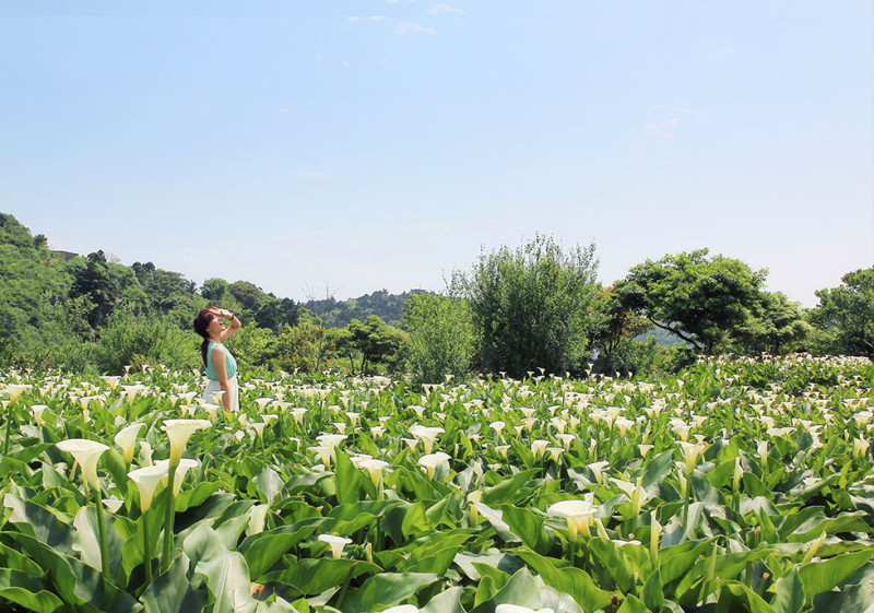 苗榜花園可以走入海芋田中，拍出被眾多花包圍的遼闊的美感。 圖：翻攝自2020海芋花季官網