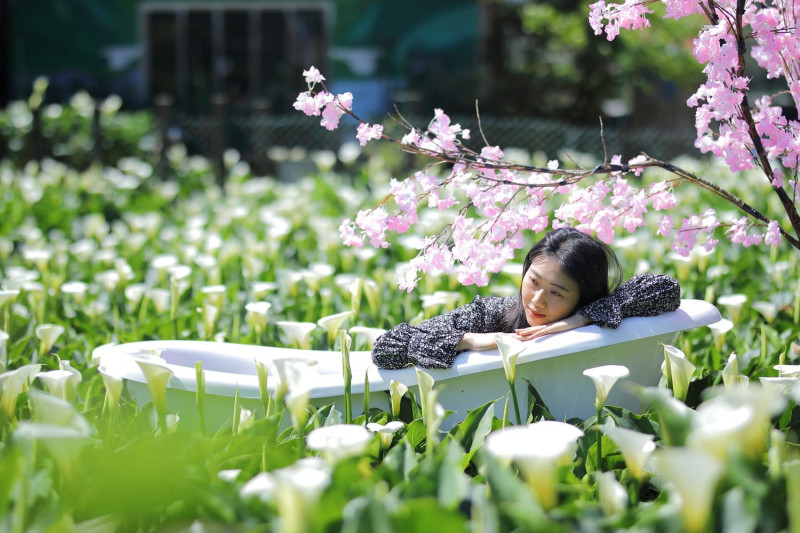在海芋花園裡泡澡吧！純白色浴缸放在白色的海芋花園中，營造俏皮的意境。 圖：翻攝自北市產業局－台北饗樂趣臉書