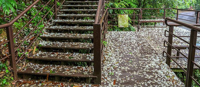 土城桐花公園是土城最知名的賞桐景點之一，而且交通非常便利。 圖：翻攝自新北旅遊網