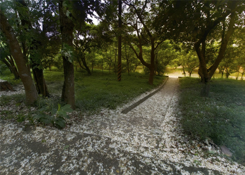 仁和步道有一片桐花林。 圖：翻攝自客家桐花季官網
