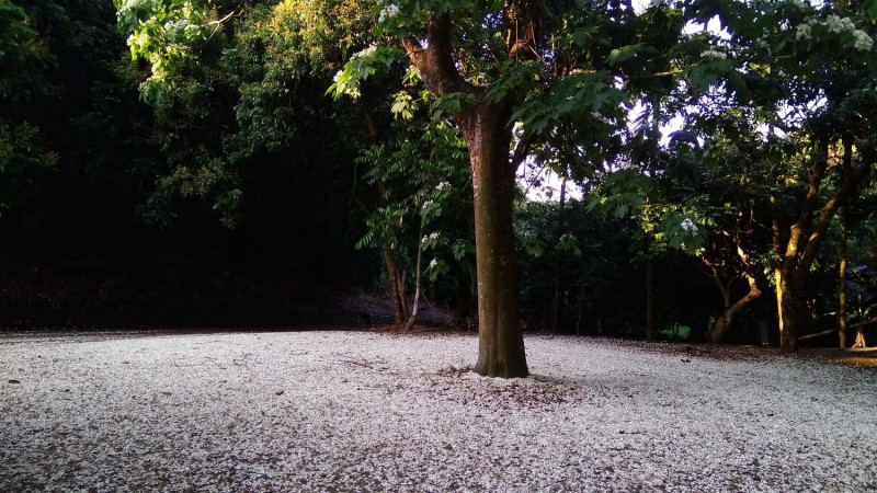 德興社區雖然占地小，卻有堪稱秘境厚度的花毯。 圖：翻攝自客家桐花季官網