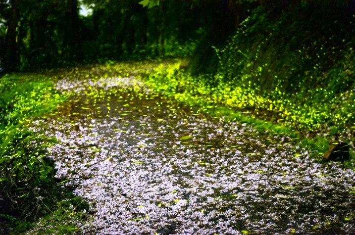 東勢林場可以欣賞到桐花跟螢火蟲同框的畫面。 圖：翻攝自東勢林場遊樂區臉書