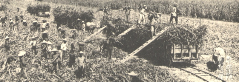 蔗農收穫作業情景。   圖/取自中研院台史所檔案館