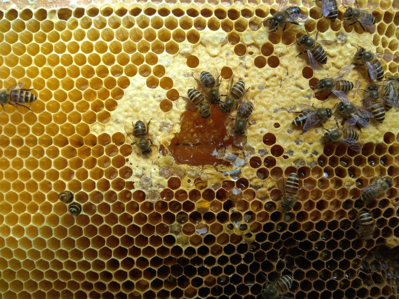 食藥署表示，蜂蜜加熱超過40度C會有毒」，沒有確切的科學論述基礎之下，應該抱持小心謹慎的態度，不要隨便輕易相信。   圖：新北市農業局/提供