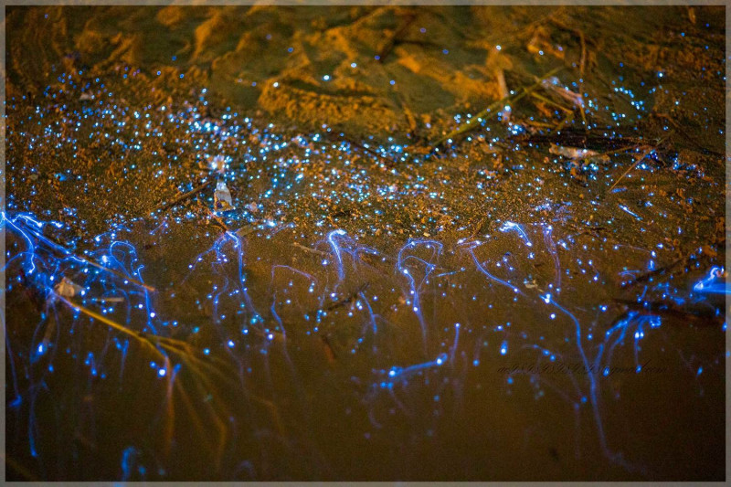 塘后沙灘還可以拍攝同樣是微生物造成的「星沙」夢幻景色。 圖：林夕陽／提供
