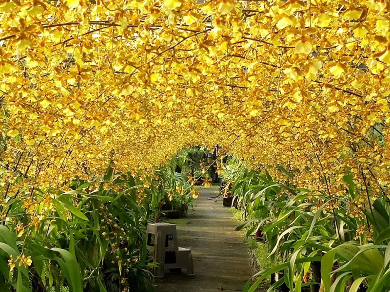 農場主人精心打造一條長100公尺的文心蘭花海隧道，黃澄澄的花朵在太陽照耀下更顯耀眼。 圖：翻攝自金雙甡花卉農場臉書