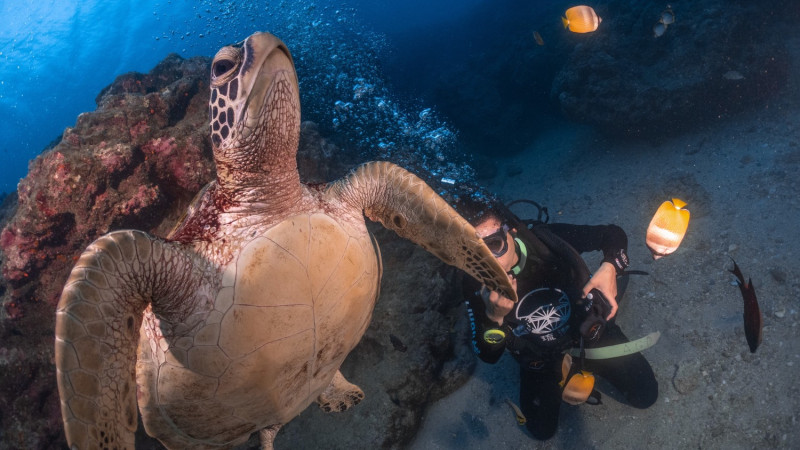 小琉球有一隻親人愛「碰瓷」的海龜，被暱稱為傑尼龜。 圖：琉潛 潛水教練 李昆弦／攝