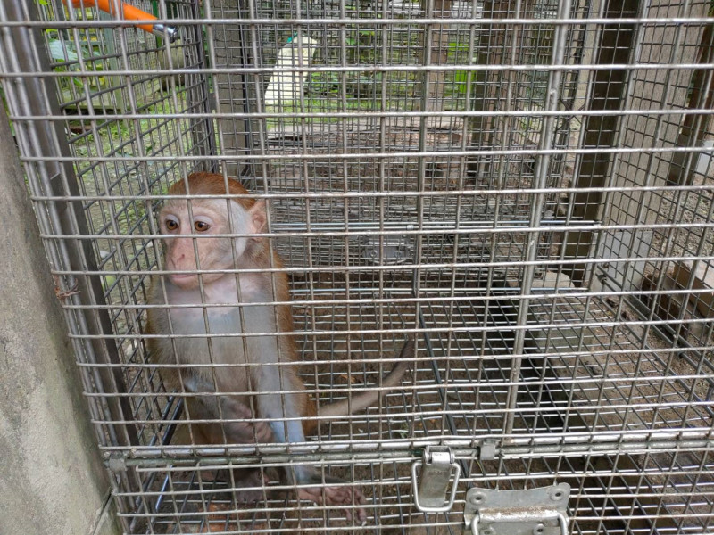 高雄農業局今（27）日表示，雖然台灣獼猴從保育類野生動物調整為一般類野生動物，但一般類野生動物仍受《野生動物保育法》第17條保護，如果隨意獵捕，依法最高可處30萬元罰鍰。   圖：高雄市農業局/提供