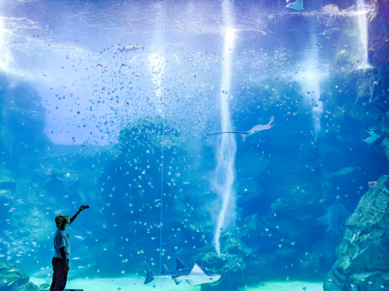 福爾摩沙區的大面玻璃牆儼然成了水族館最具代表性的標誌。 圖：謝佳真／攝