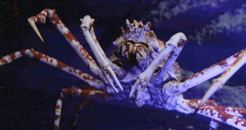 甘氏巨螯蟹趴在深海區的隧道上，巨大的身體讓人忍不住多看幾眼。 圖：Xpark／提供