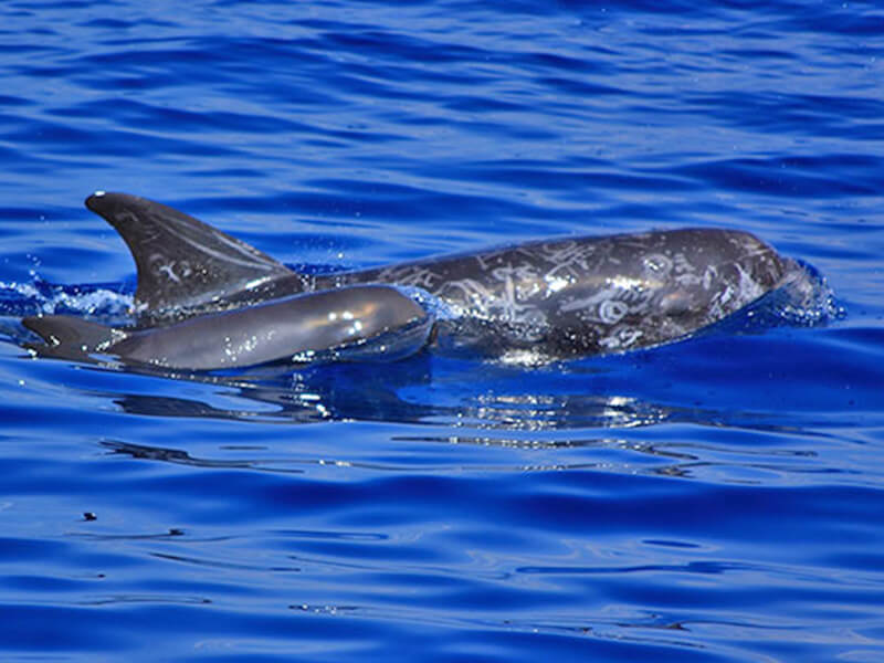 花紋海豚為東部海岸最常見的海豚，身上的淺色花紋是每次受傷的痕跡。 圖：翻攝自台東觀光旅遊網