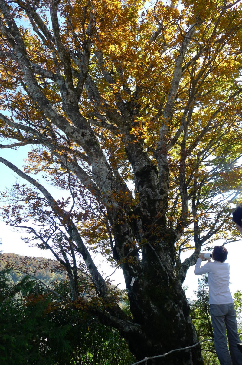 台灣山毛櫸黃葉期，許多遊客都會專程上山一睹滿山金黃的森林大景。 圖：翻攝自太平山國家森林遊樂區官網