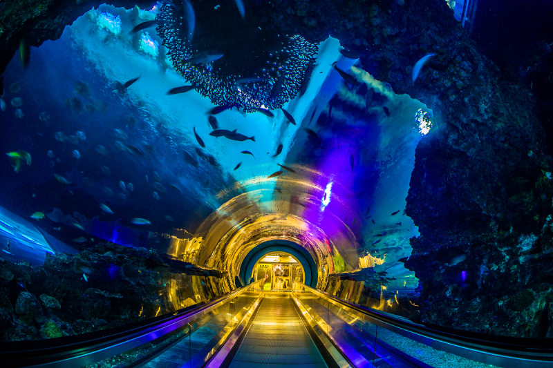 國立海洋生物博物館海底隧道，七彩光線和海底生物共譜奇幻世界。 圖：KLOOK／提供