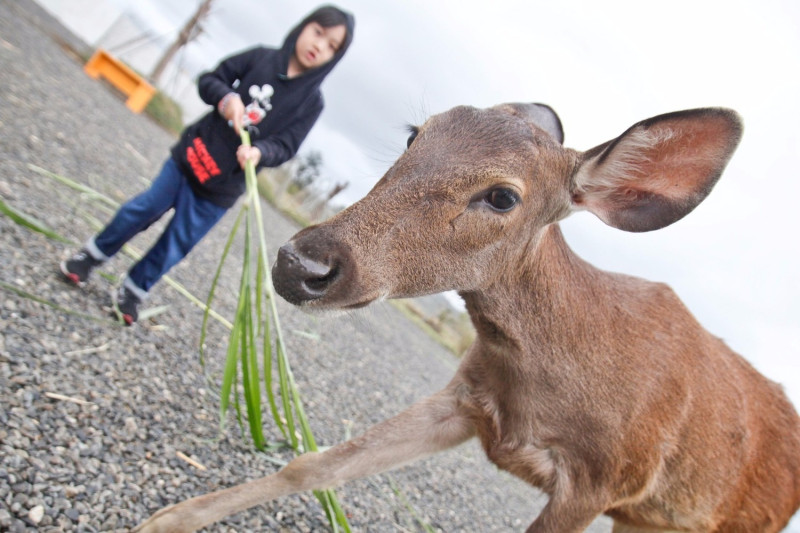 近距離餵食小鹿最愛吃的胡蘿蔔。 圖：KLOOK／提供