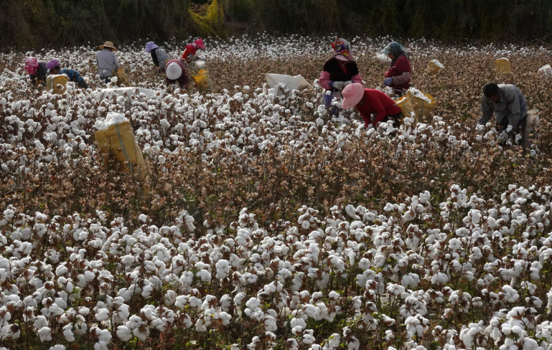 多家國際品牌憂新疆棉涉強迫勞動、違反人權，宣布拒用。   圖：翻攝自人民網