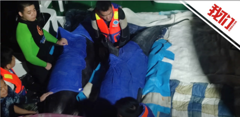 在7日晚間的放生行動中，有2頭瓜頭鯨在轉運過程中死亡。   圖：翻攝自騰訊網